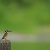 カワセミ