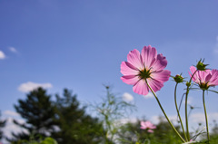 コスモス