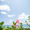 ハイビスカス(石垣島)