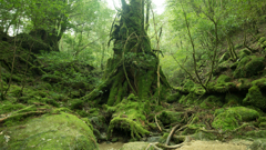 屋久杉