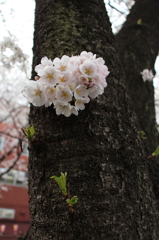 ちっちゃく満開