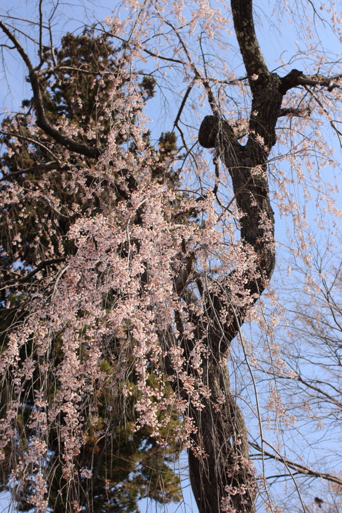 高遠城址公園のしだれ桜