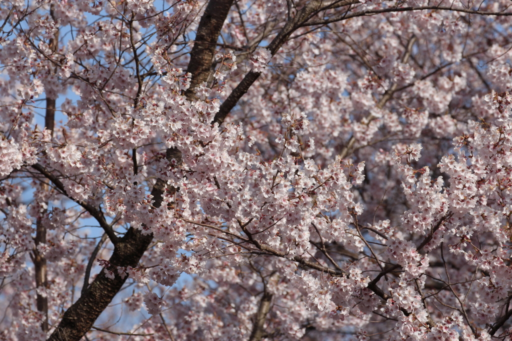 高遠城址公園の桜
