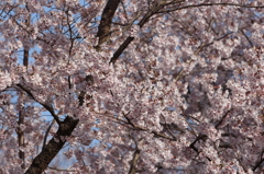 高遠城址公園の桜