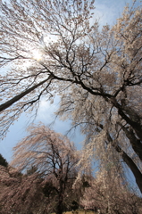 勝間薬師堂の枝垂れ桜