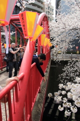 目黒川の桜