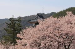 高遠城址公園の桜