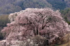 勝間薬師堂の枝垂れ桜