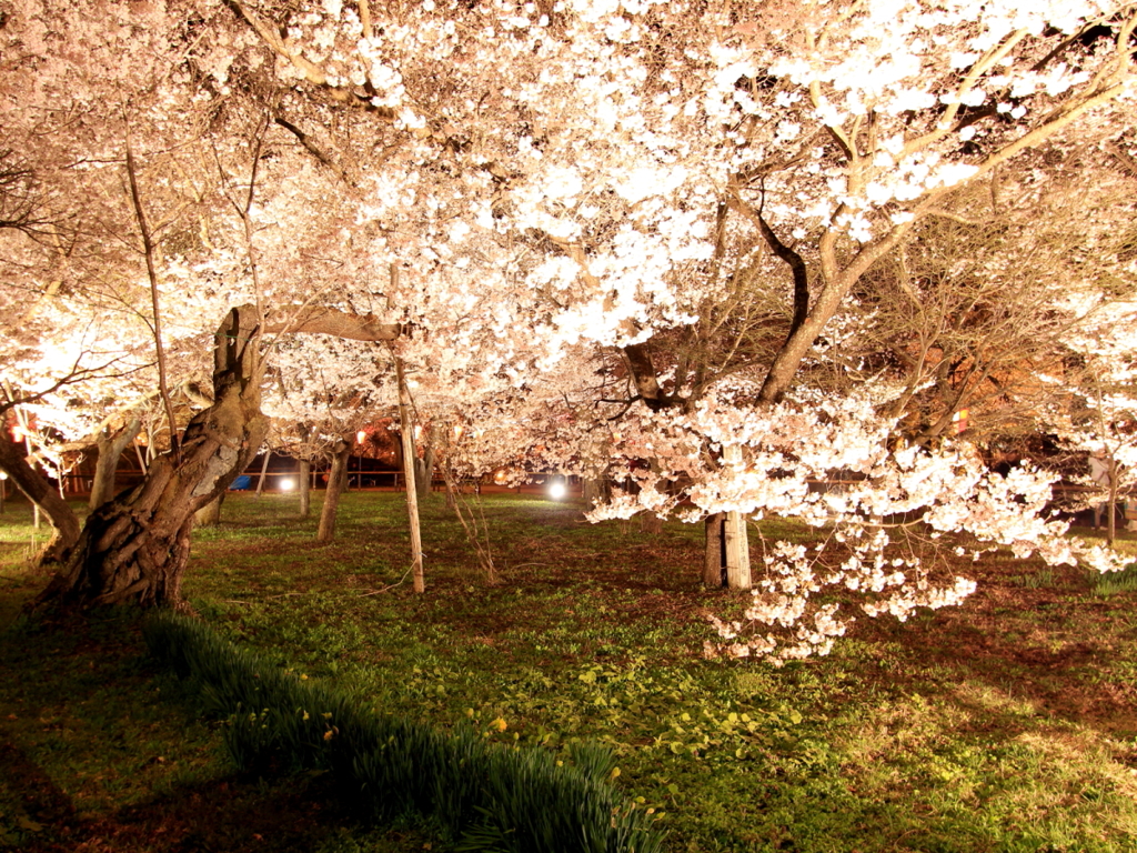 高遠城址公園の夜桜