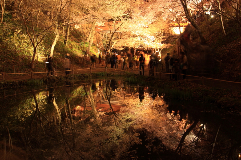 高遠城址公園の夜桜