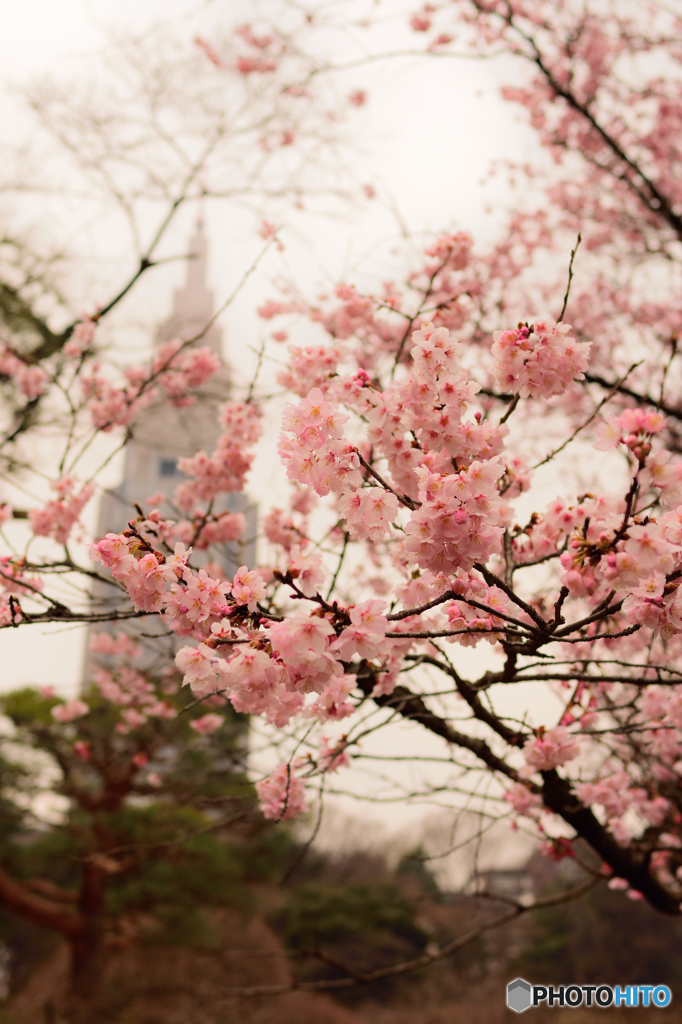 寒桜