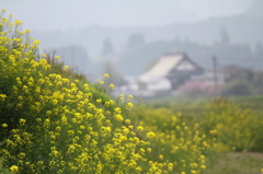 菜の花