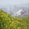 菜の花