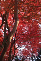 降り注ぐ、紅