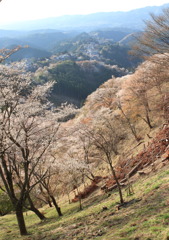 斜面に咲いて（13・04・08吉野山上千本）