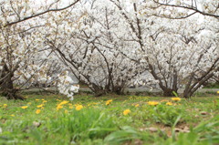 御室桜・ローアングルで