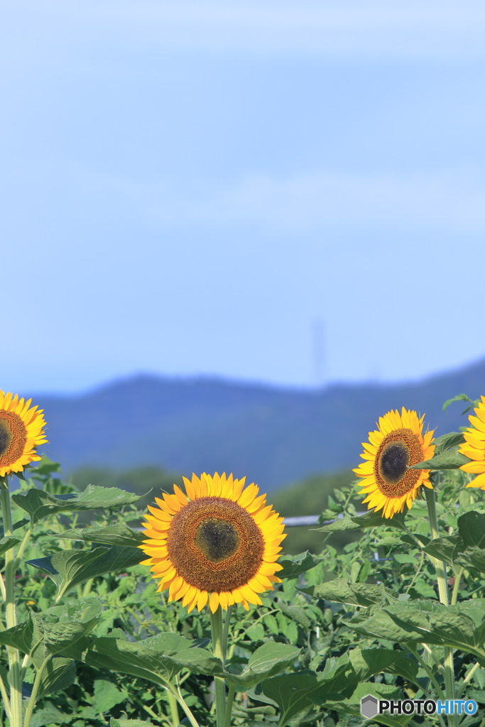 もう暑い時期