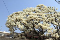 木蓮も最盛期