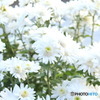 白菊の咲く誕生日