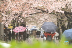 雨の花見