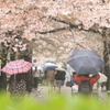 雨の花見