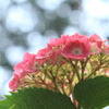 雨空と紫陽花
