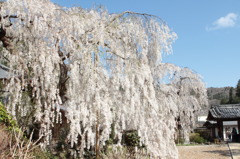 千年桜（13・04・08大野寺）
