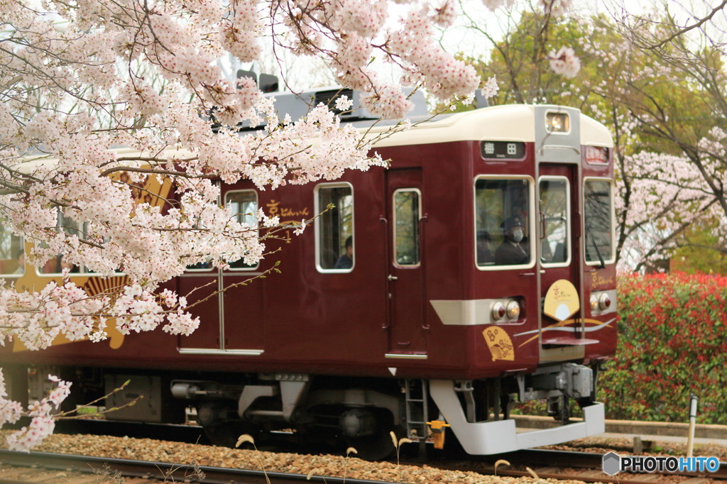 桜と観光列車