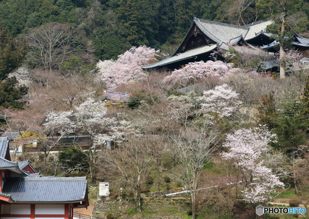 西国第八番「長谷寺」