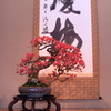 書も樹木も立派