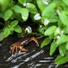 水路と沢蟹（13・05・20勝持寺入り口前）