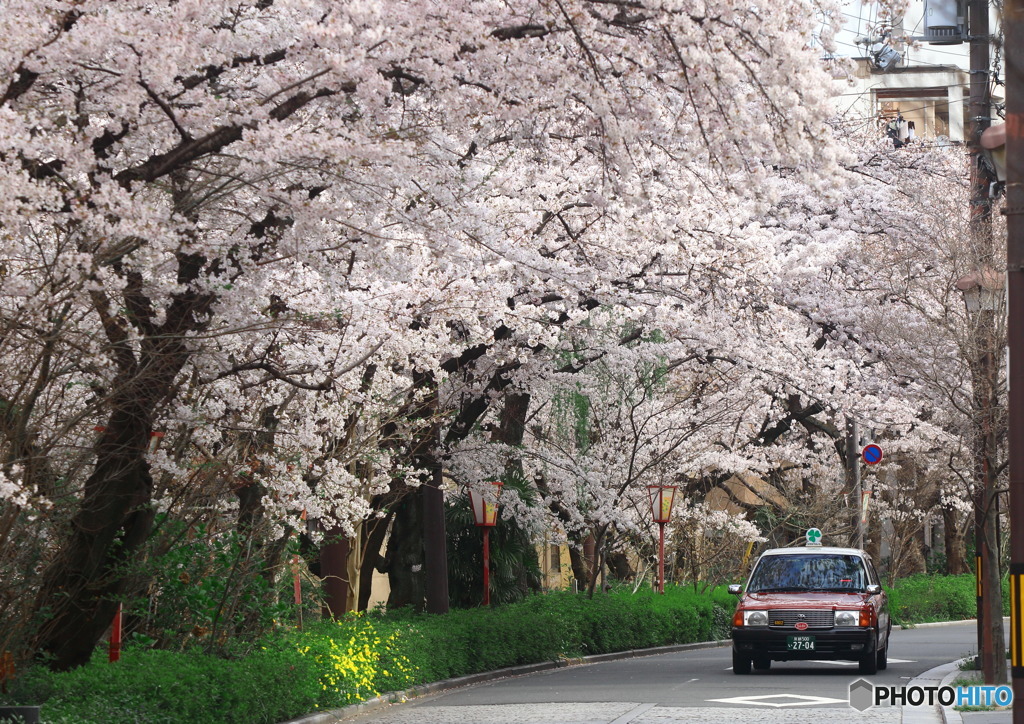 木屋町松原・桜並木