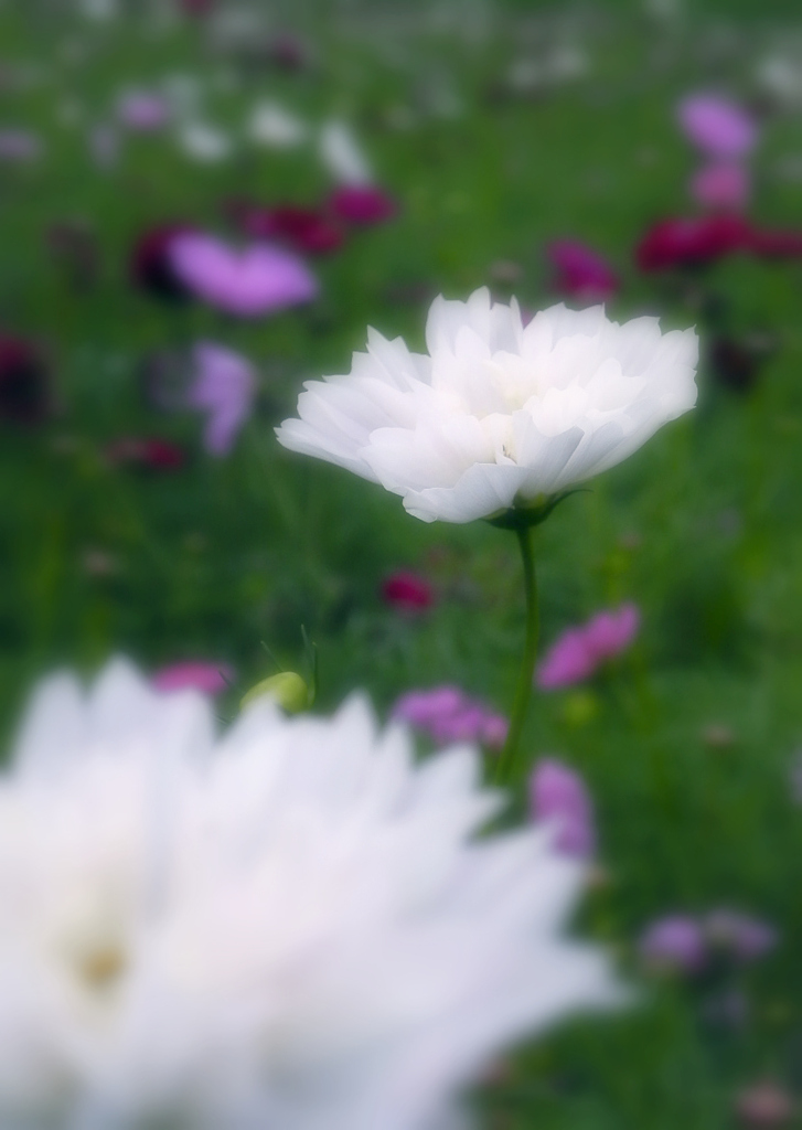 DSCN1484-2