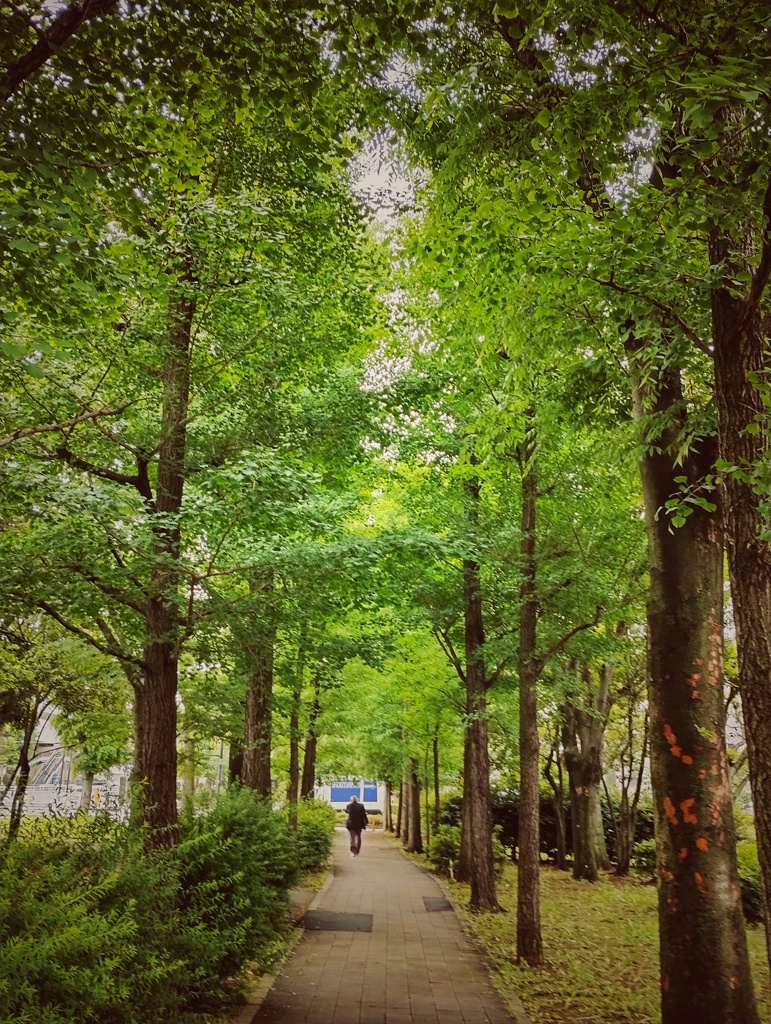 新緑の中を
