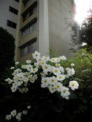 清らかな白