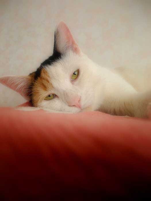 眠い