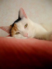 眠い