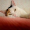 眠い