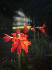 花の向こうは
