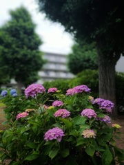 紫陽花 は
