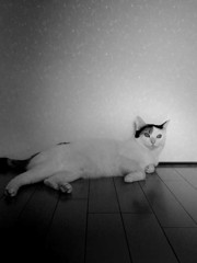 得意のポーズ