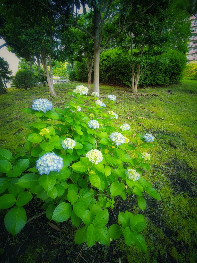 おぼろげな