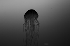 モノクロクラゲ