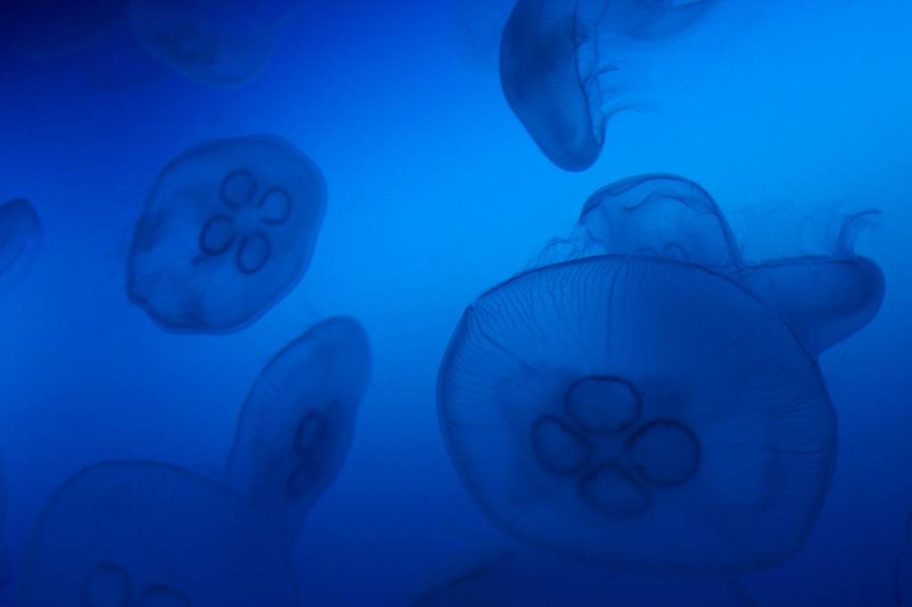 海月