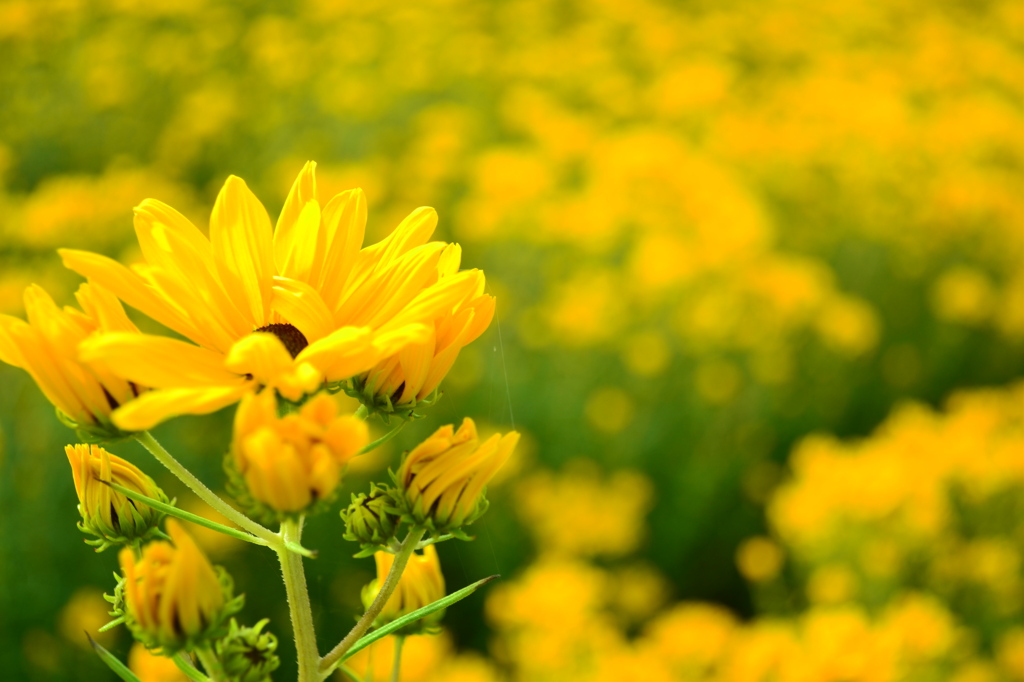 yellow world