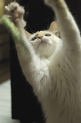 にゃー！