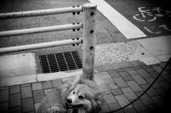 もふもふ