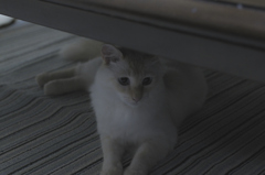 アンニュイ