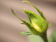 花開く時