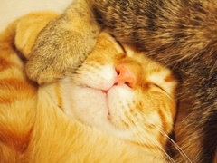 眠いの